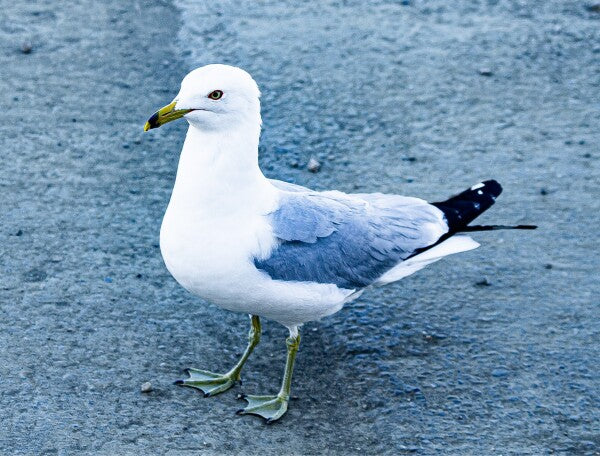 Birdwalk