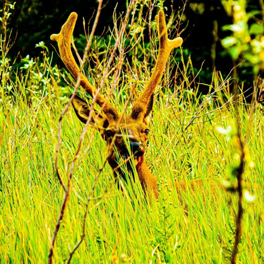 Comfy Elk in the Grass