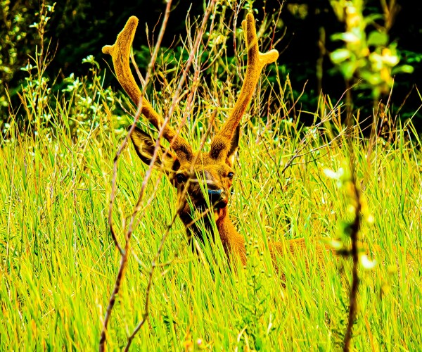Comfy Elk in the Grass