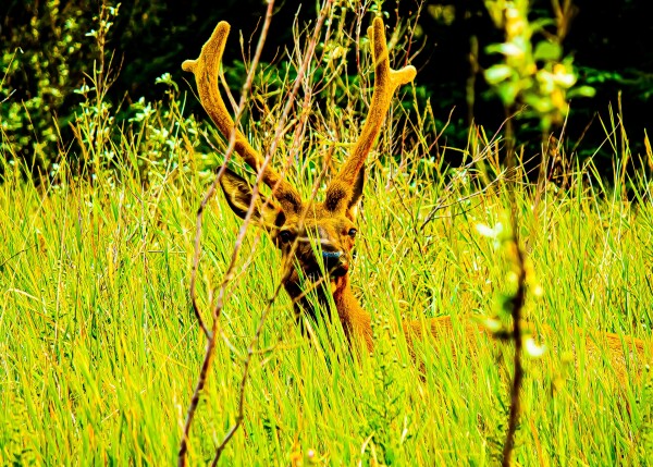 Comfy Elk in the Grass