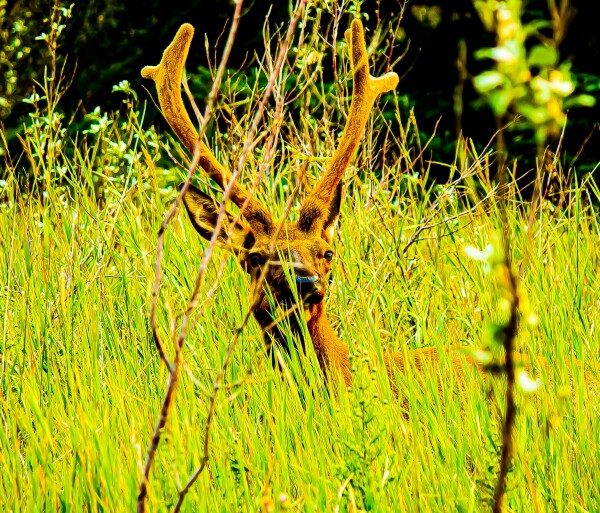 Comfy Elk in the Grass