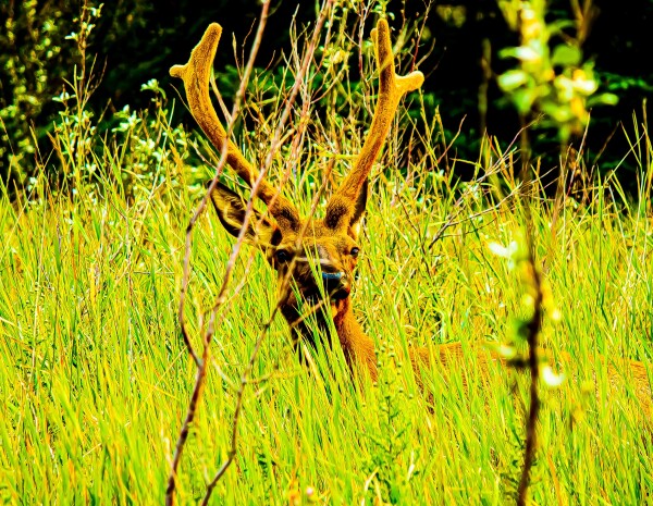 Comfy Elk in the Grass