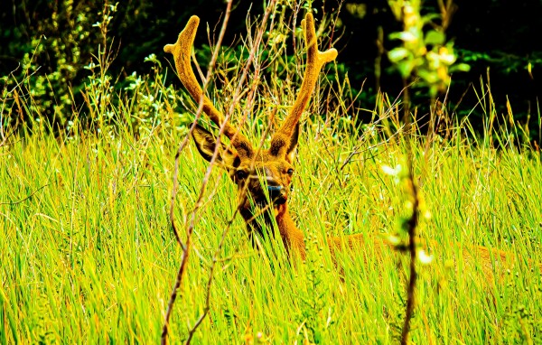 Comfy Elk in the Grass