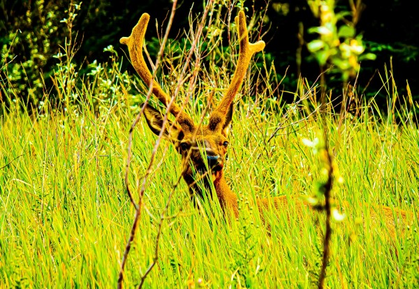 Comfy Elk in the Grass