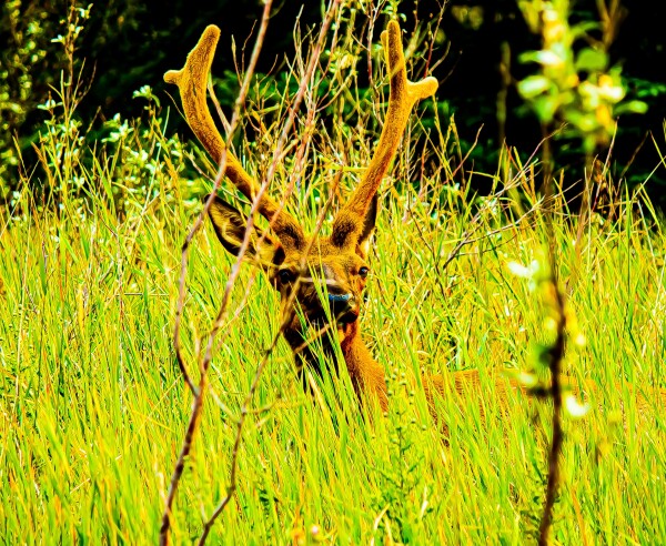 Comfy Elk in the Grass