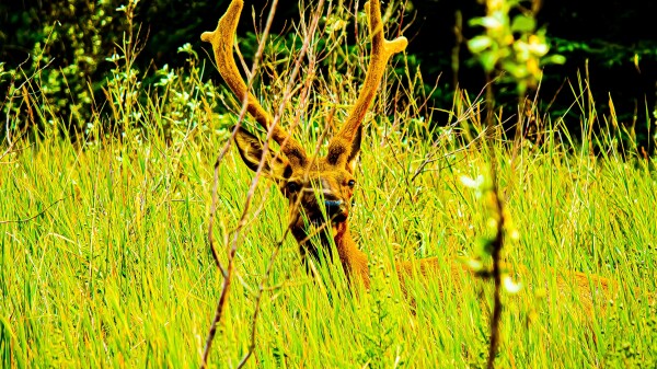 Comfy Elk in the Grass