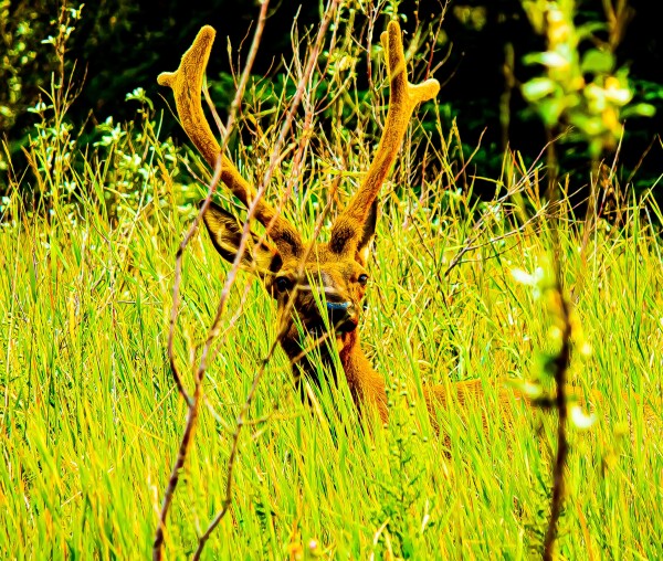 Comfy Elk in the Grass
