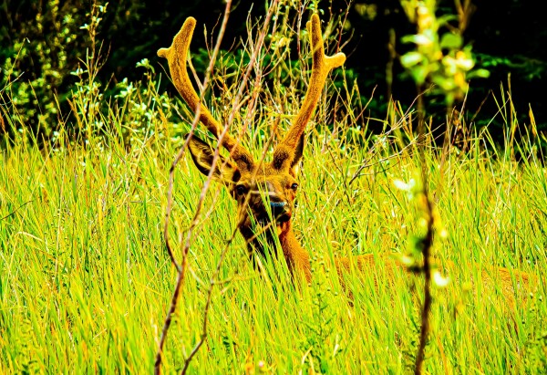 Comfy Elk in the Grass