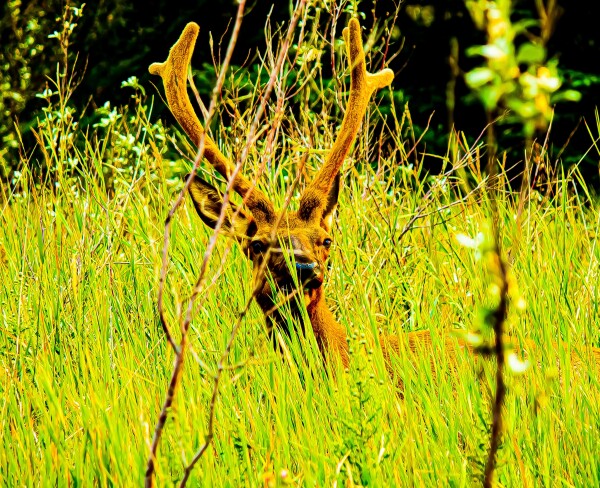 Comfy Elk in the Grass