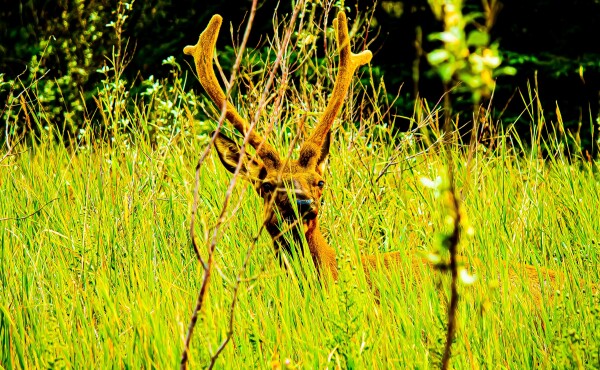Comfy Elk in the Grass