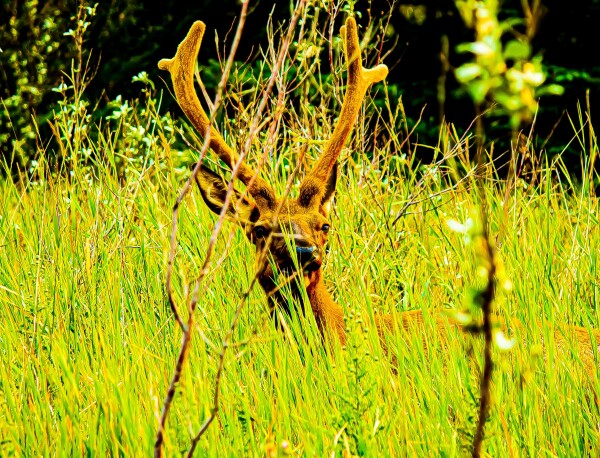 Comfy Elk in the Grass