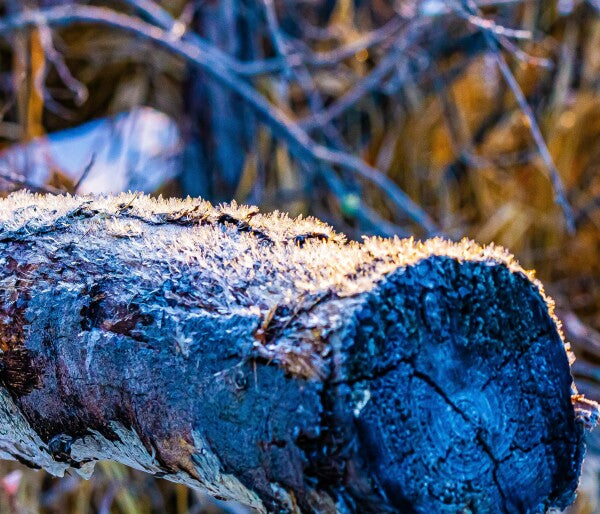 Frosted Log