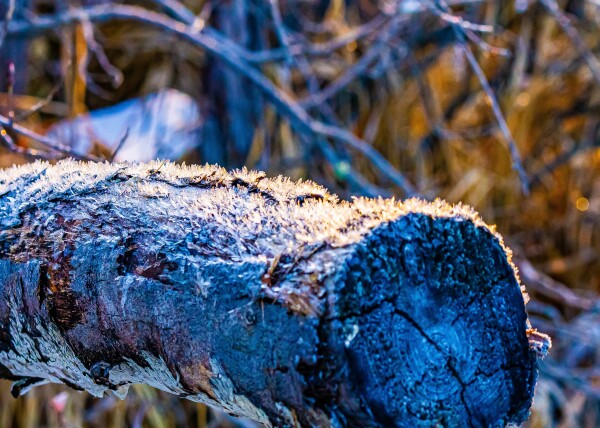 Frosted Log