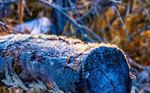 Frosted Log