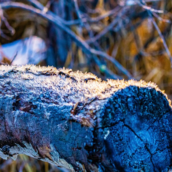 Frosted Log