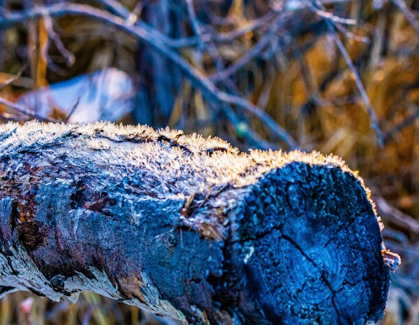 Frosted Log