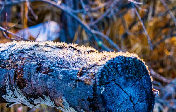 Frosted Log