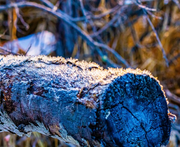 Frosted Log