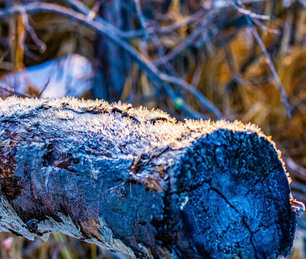 Frosted Log