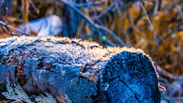 Frosted Log