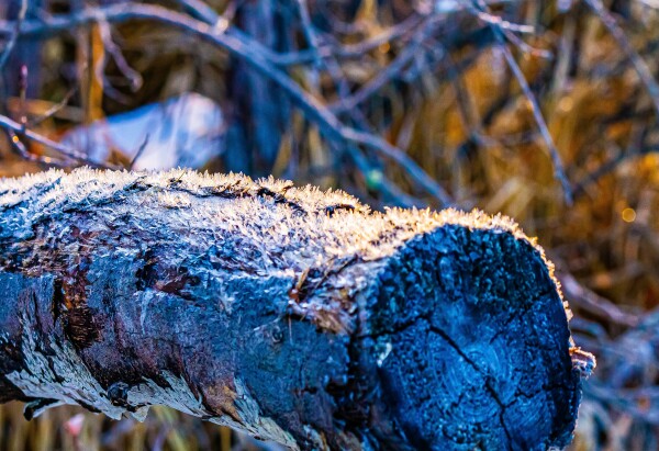 Frosted Log