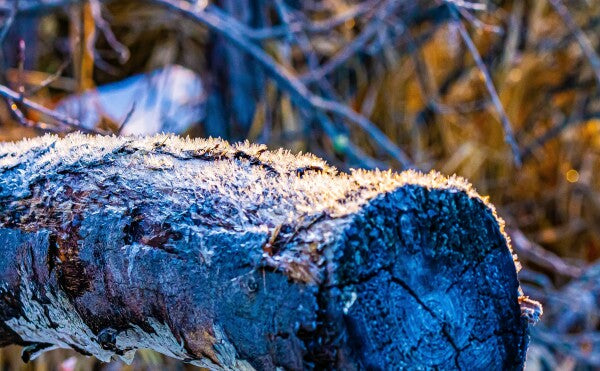 Frosted Log