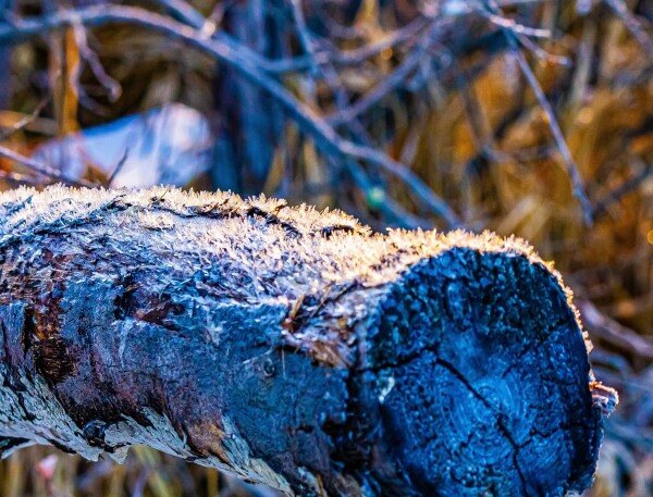 Frosted Log