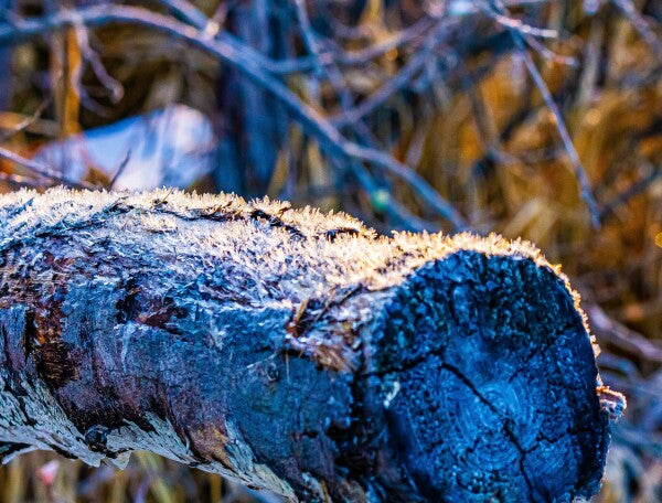 Frosted Log
