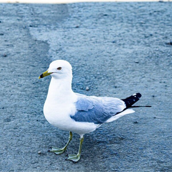 Birdwalk