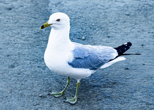 Birdwalk