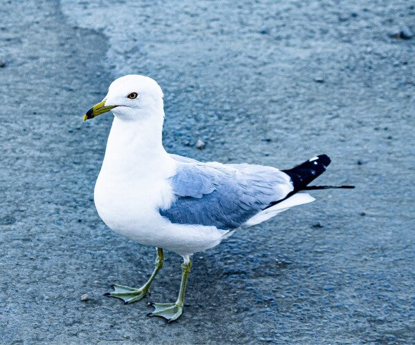 Birdwalk