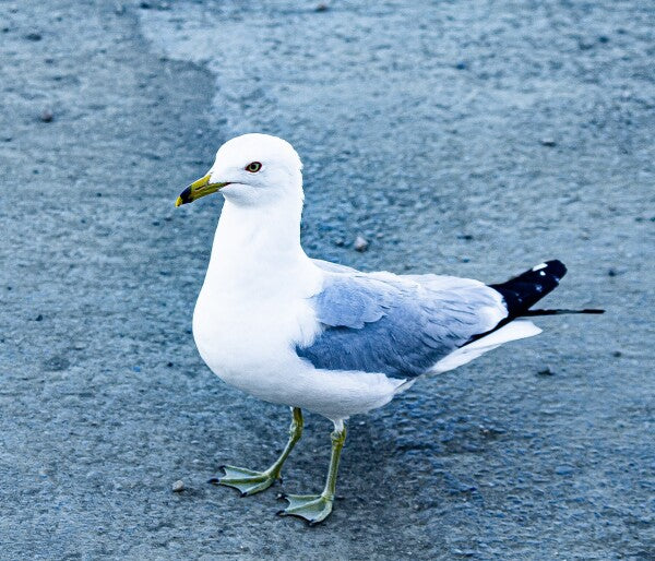 Birdwalk