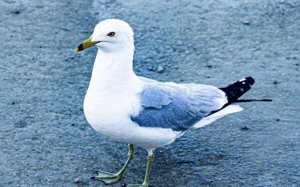 Birdwalk