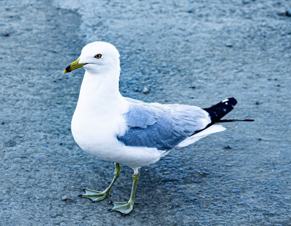Birdwalk