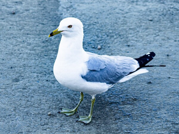 Birdwalk