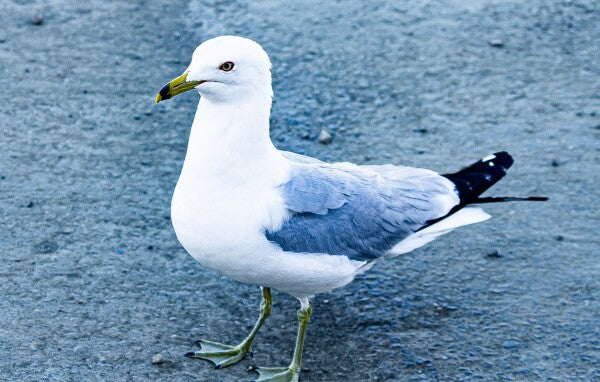 Birdwalk