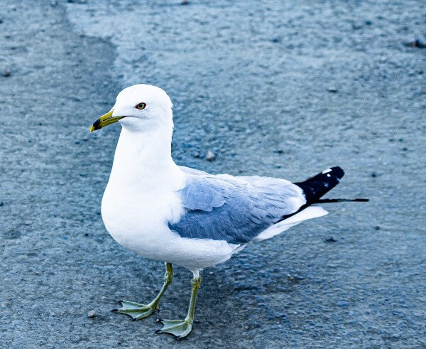 Birdwalk