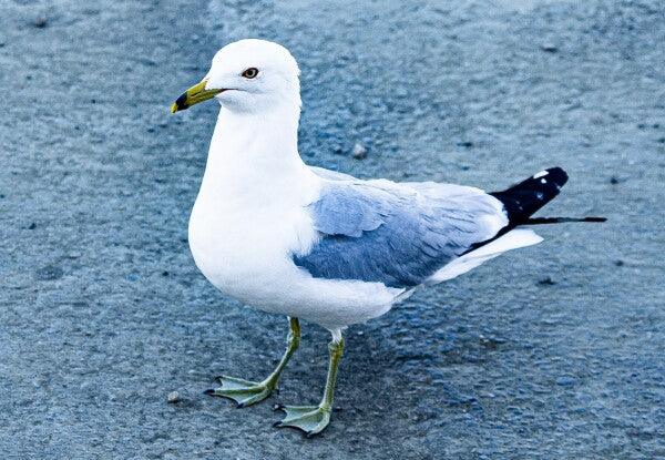 Birdwalk