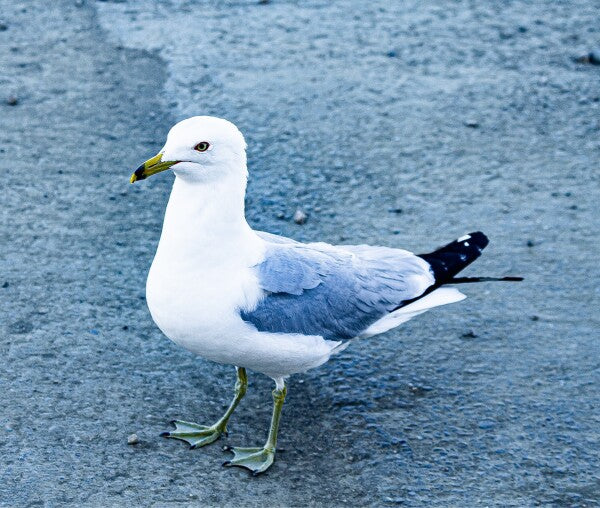 Birdwalk