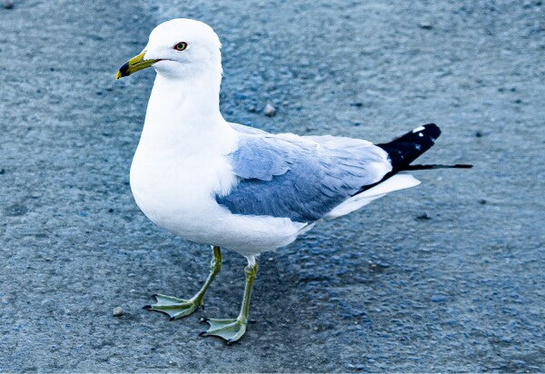 Birdwalk