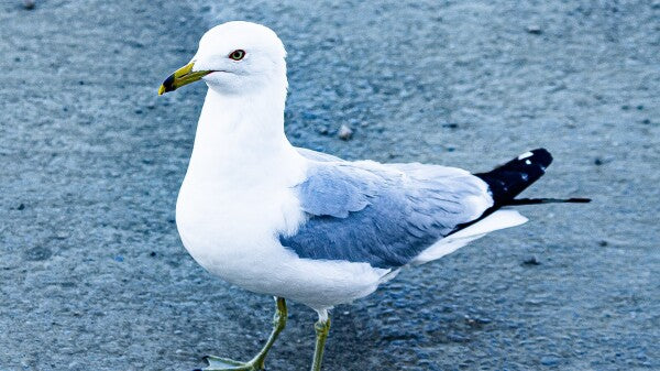 Birdwalk