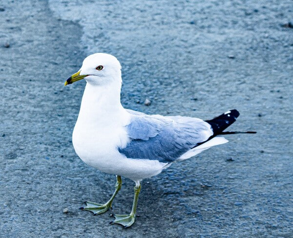 Birdwalk