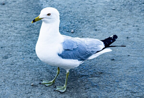 Birdwalk
