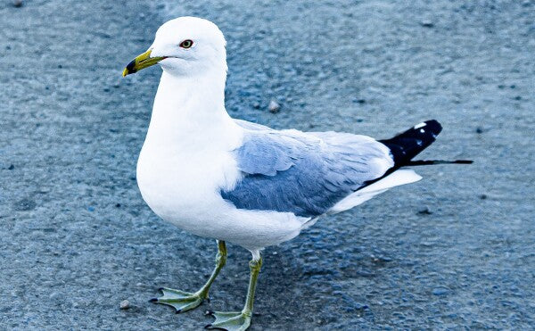 Birdwalk