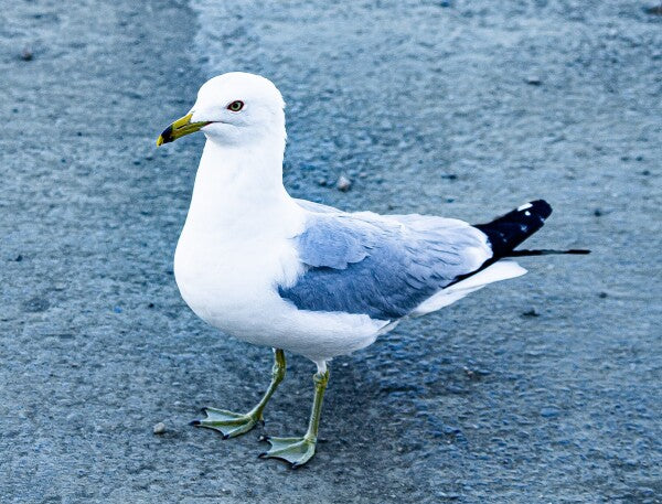 Birdwalk